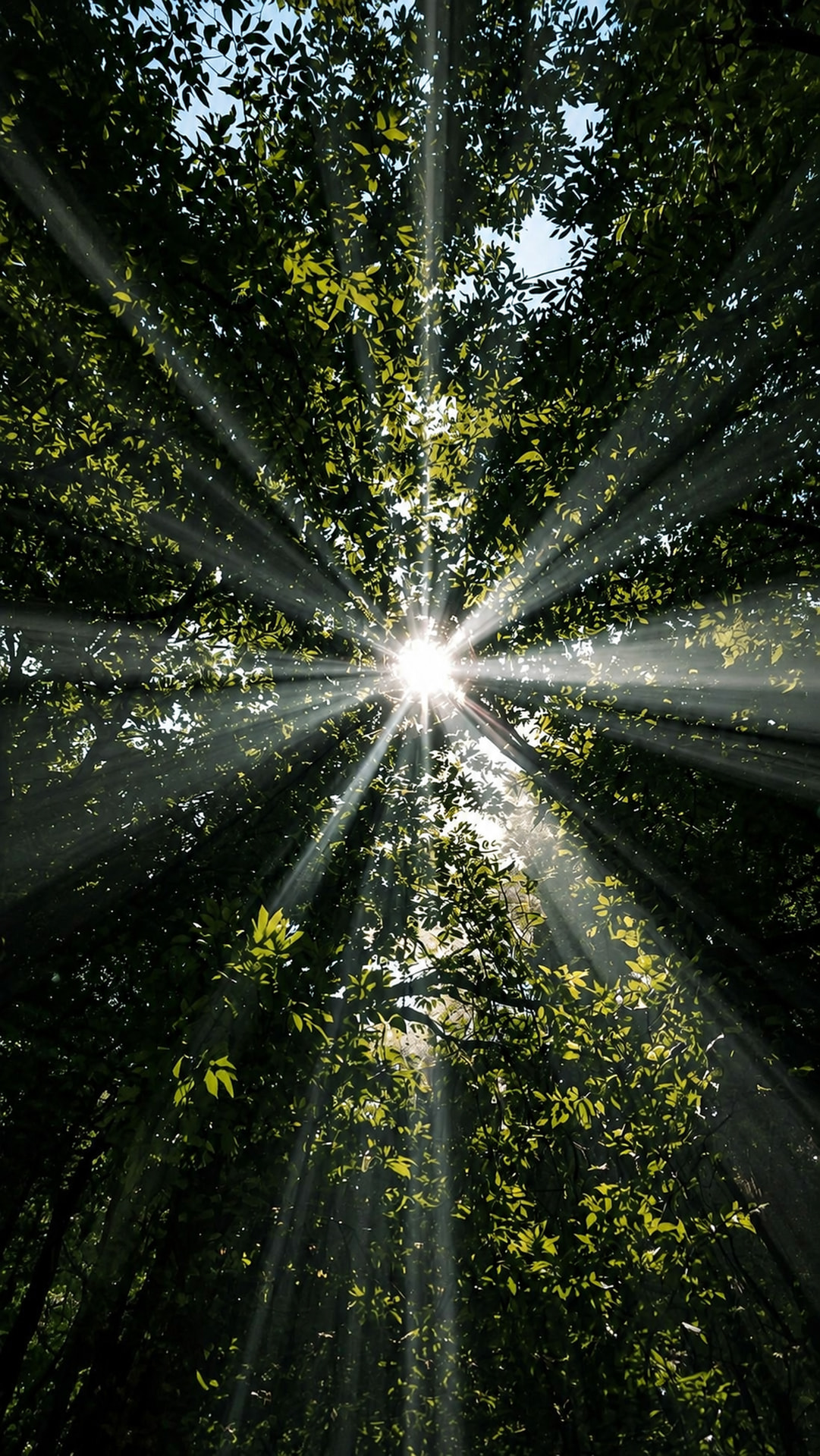 Sunlight streaming through a green tree canopy